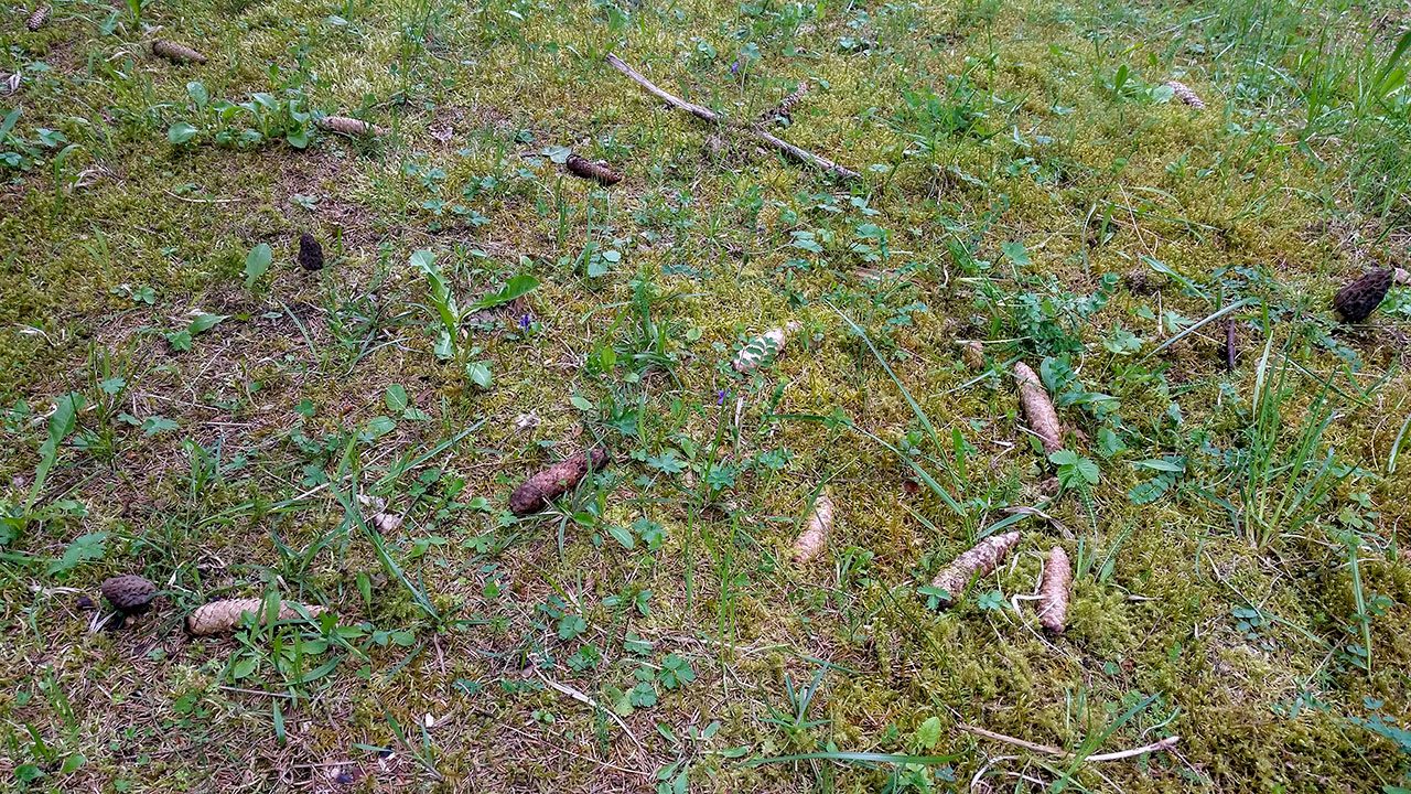 des morilles dans l'herbe