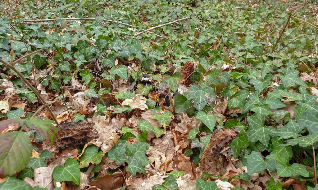 des vielles morilles coniques