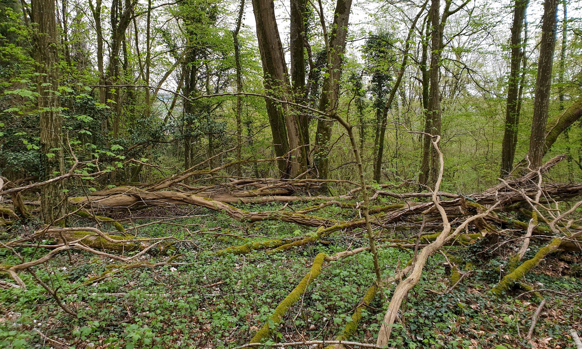 Le bon biotope pour la morille