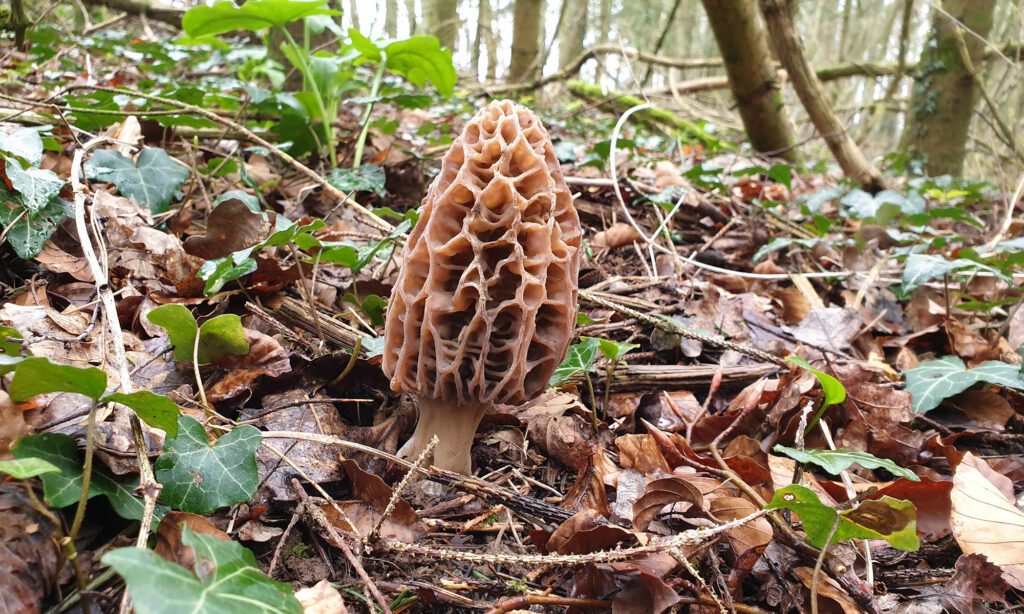 Même morilles