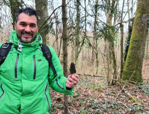 Je pars prospecter aux morilles coniques avec un abonné.