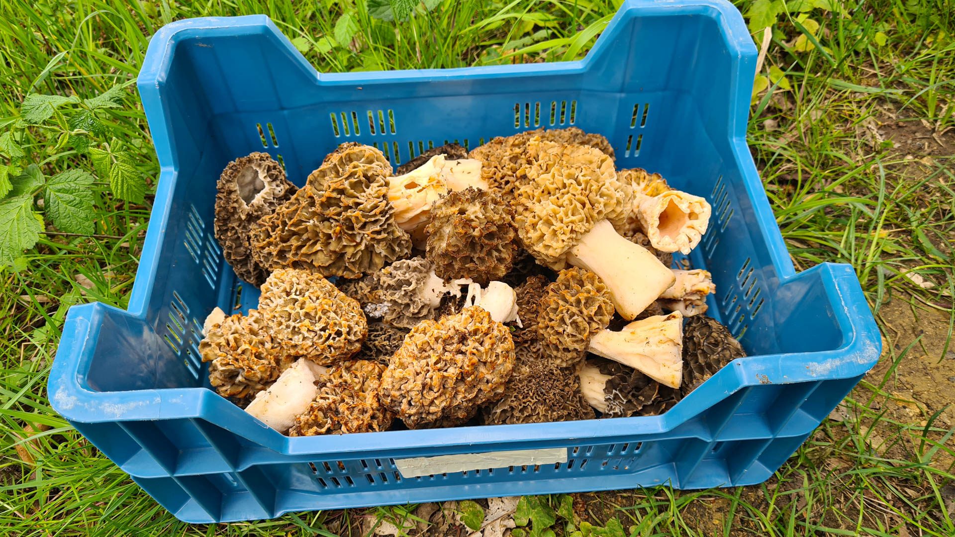 une caisse avec des morilles