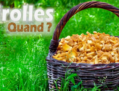 Quand trouver des girolles ?