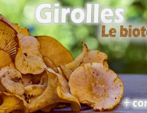 Où trouver des girolles ? Le bon biotope.