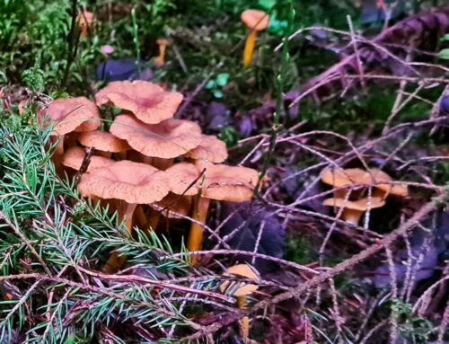 Photos de chanterelles en tube
