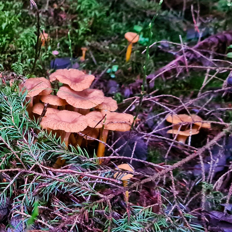 Chanterelles En Tube Champignons Passion