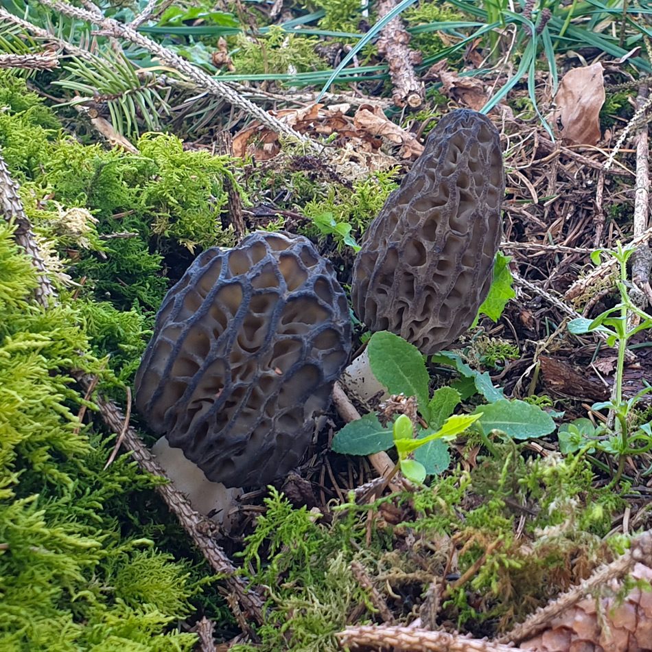 O Trouver Des Morilles Le Bon Biotope Champignons Passion