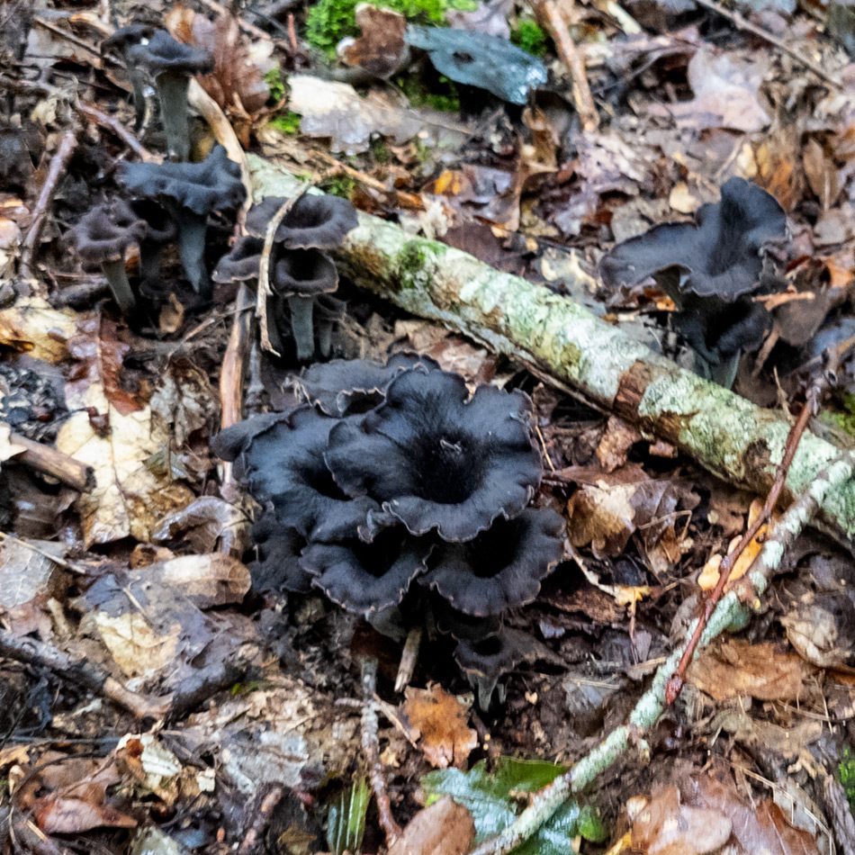 Trompettes de la mort