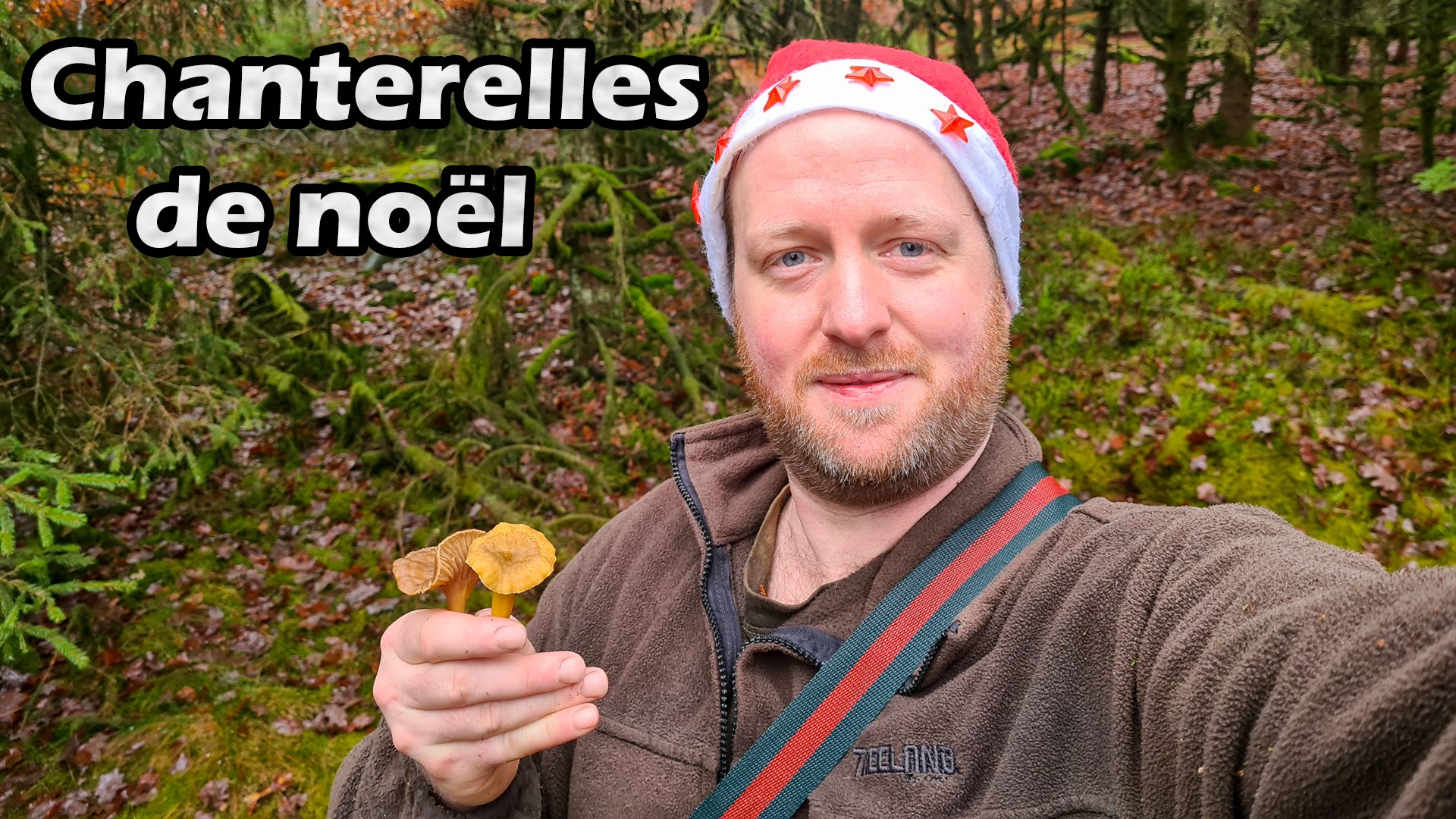 chanterelles en tube