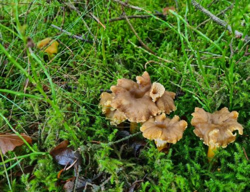 Comment prospecter les chanterelles en tube ?