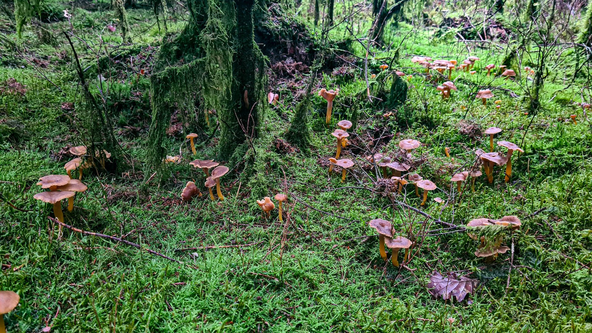 des chanterelles en tube