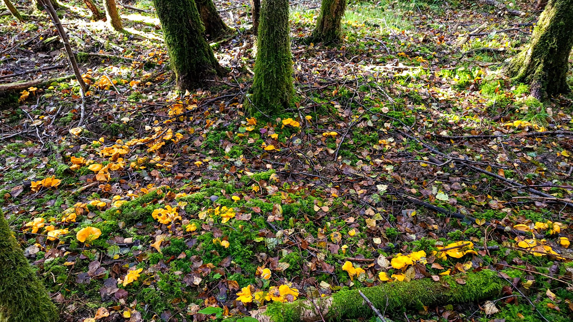 Grosse tâche de girolles