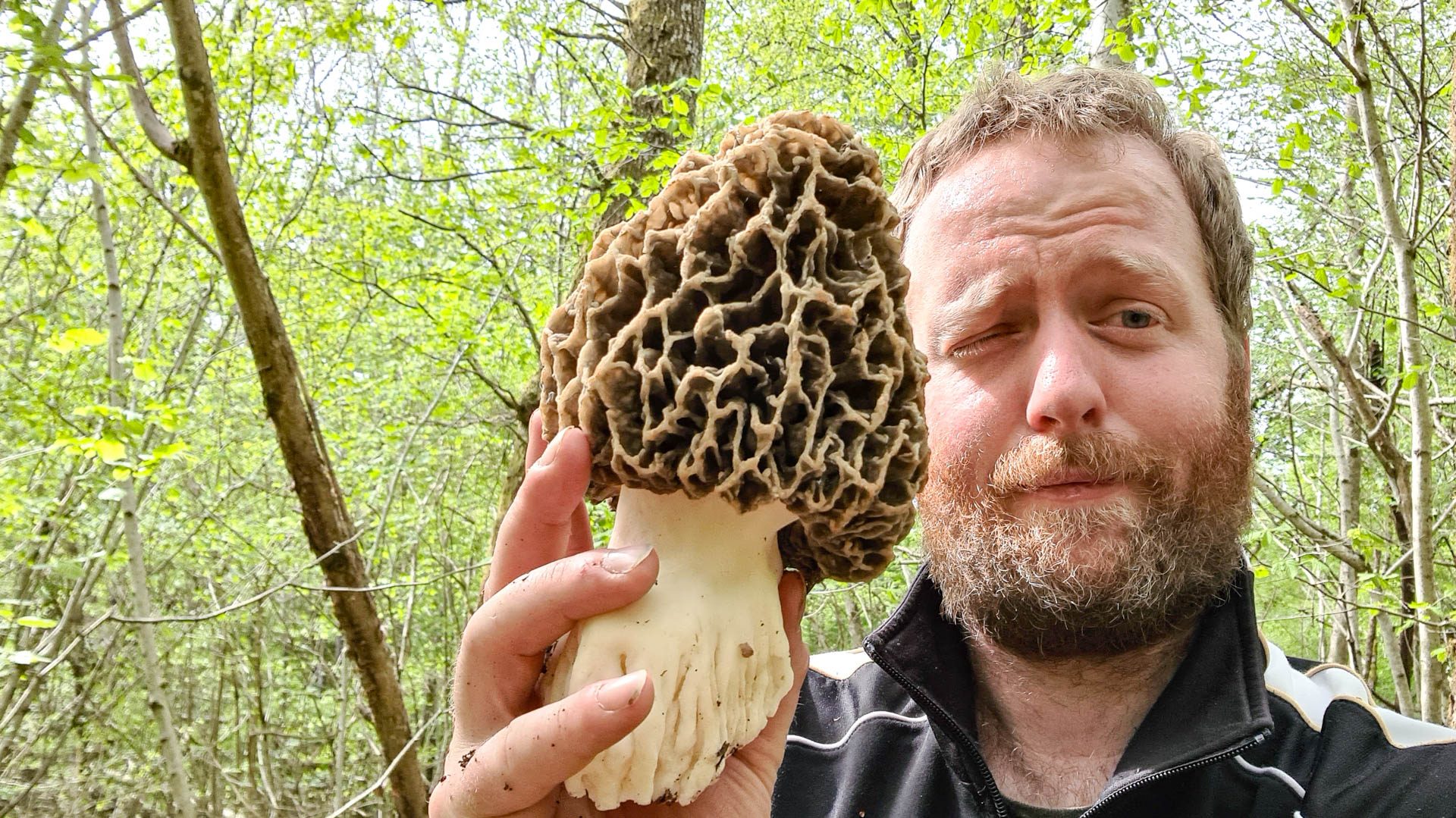 morilles-communes-article-004 une énorme morille