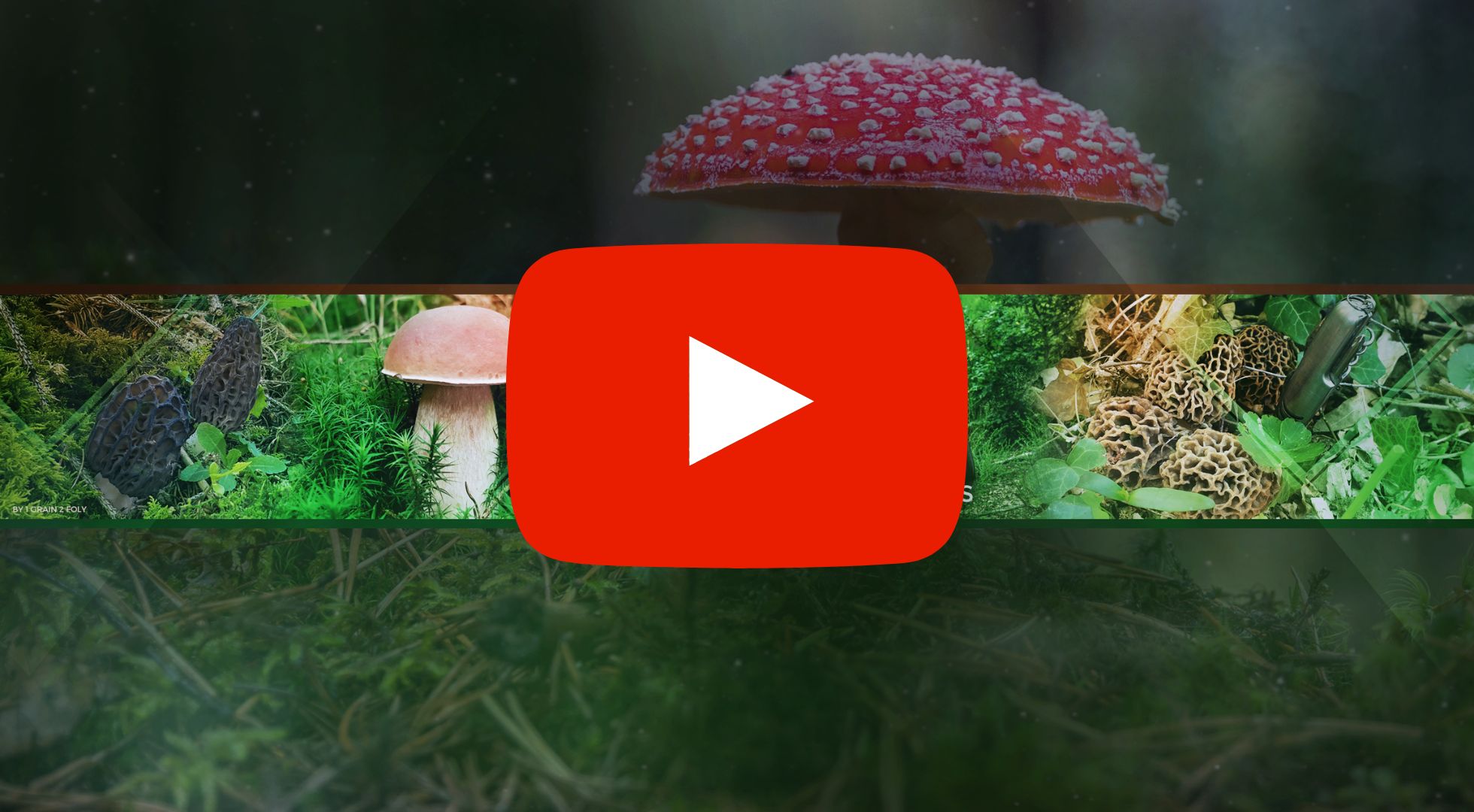 Champignons passion