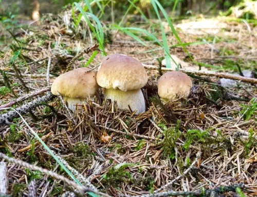 Les cèpes