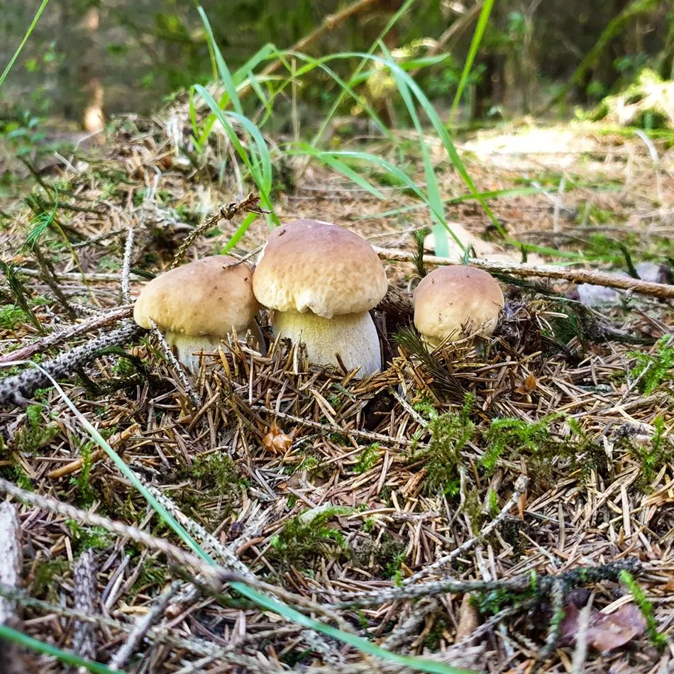 Les cèpes