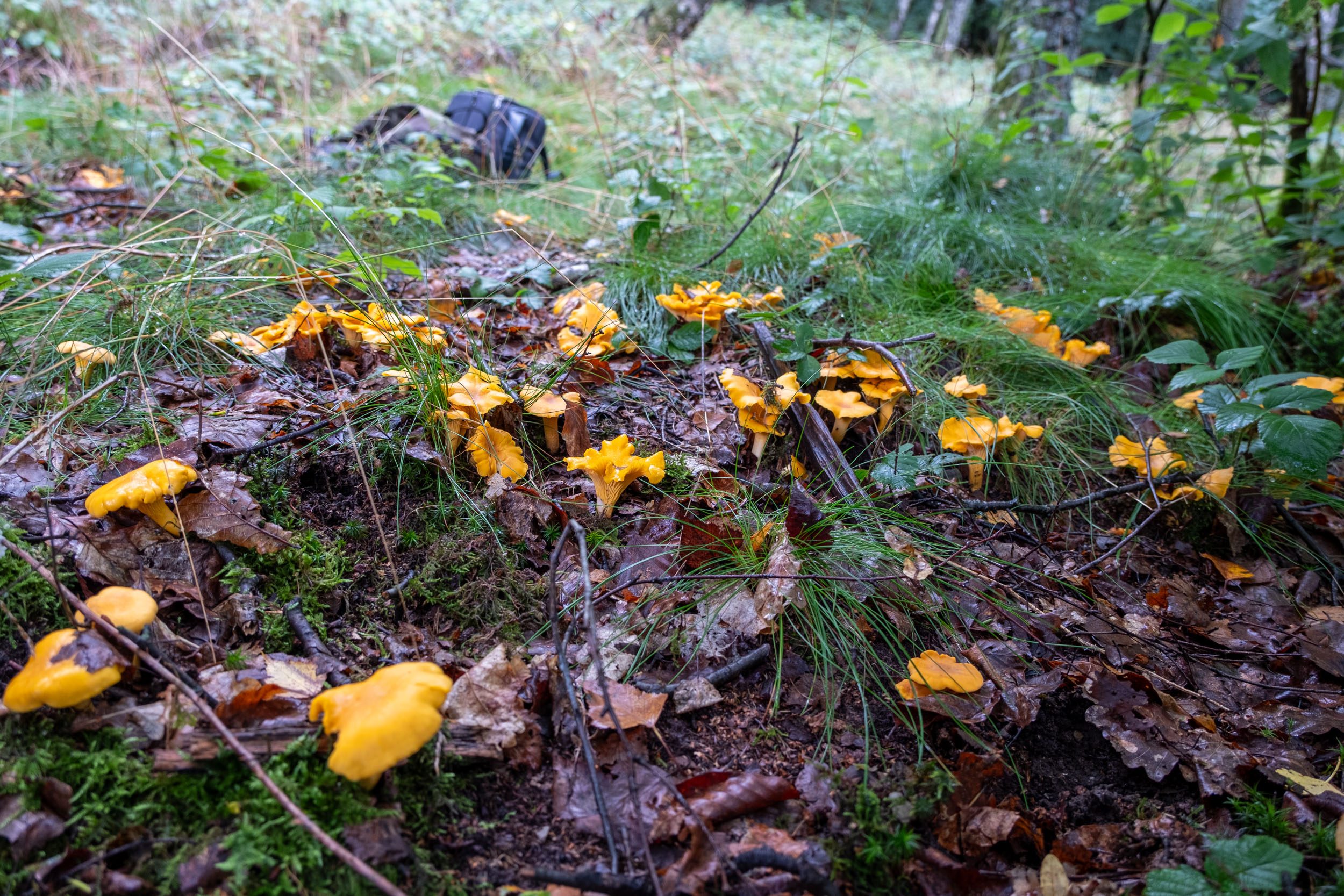 Un tapis de girolles