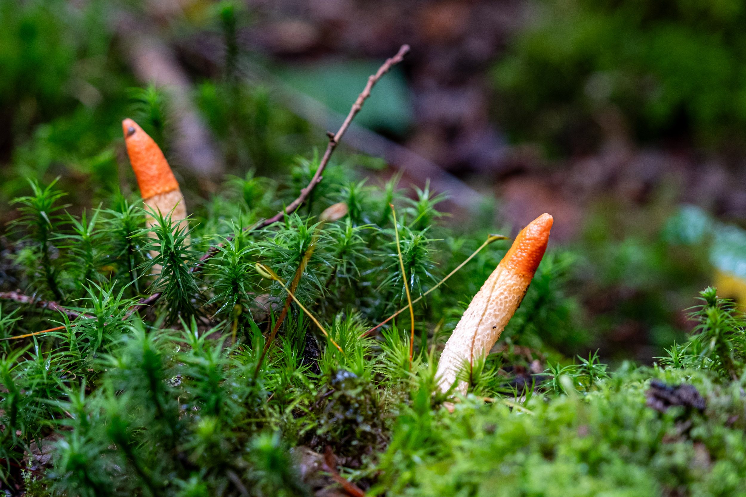 champignon orange beau champignon