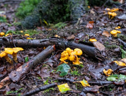 Une Cueillette Exceptionnelle de Girolles dans des Forêts Magiques !