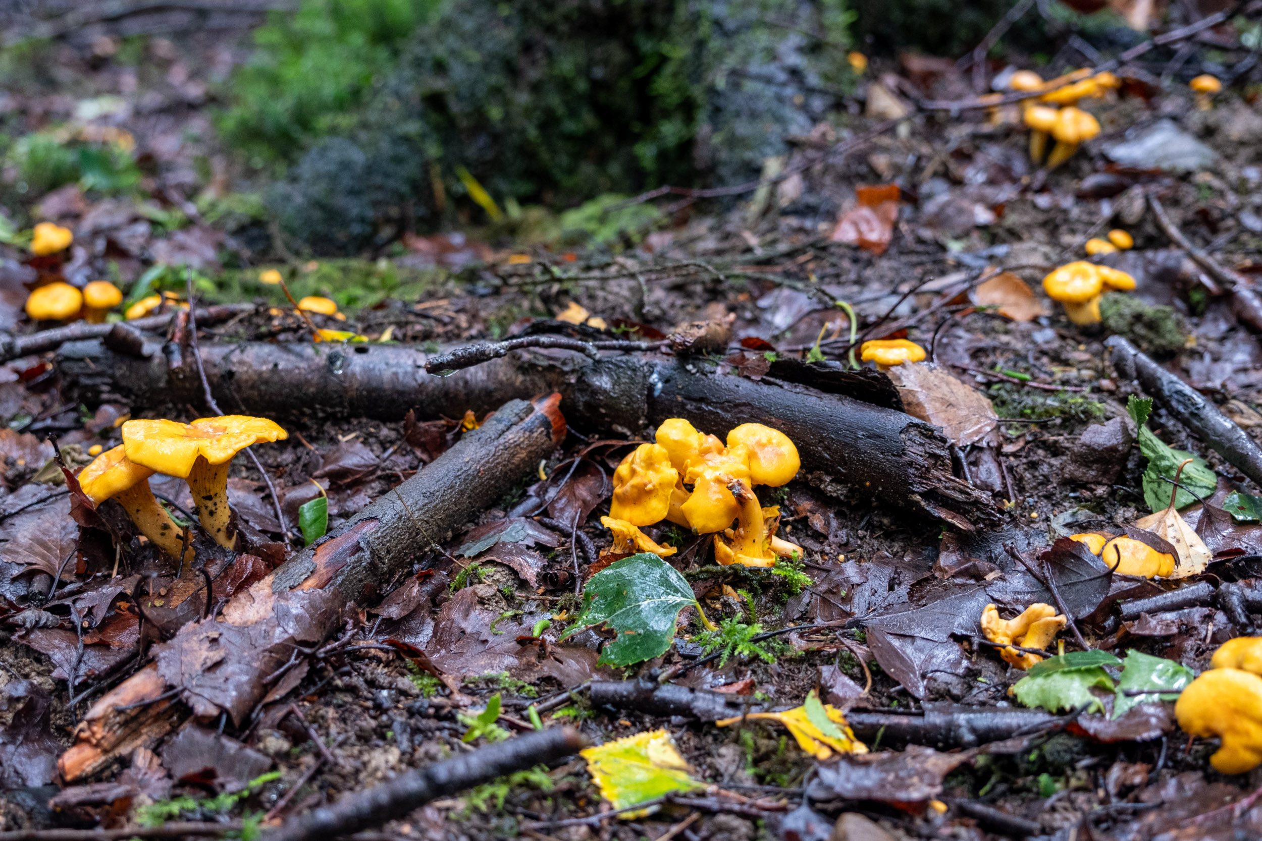 une belle tache de girolles