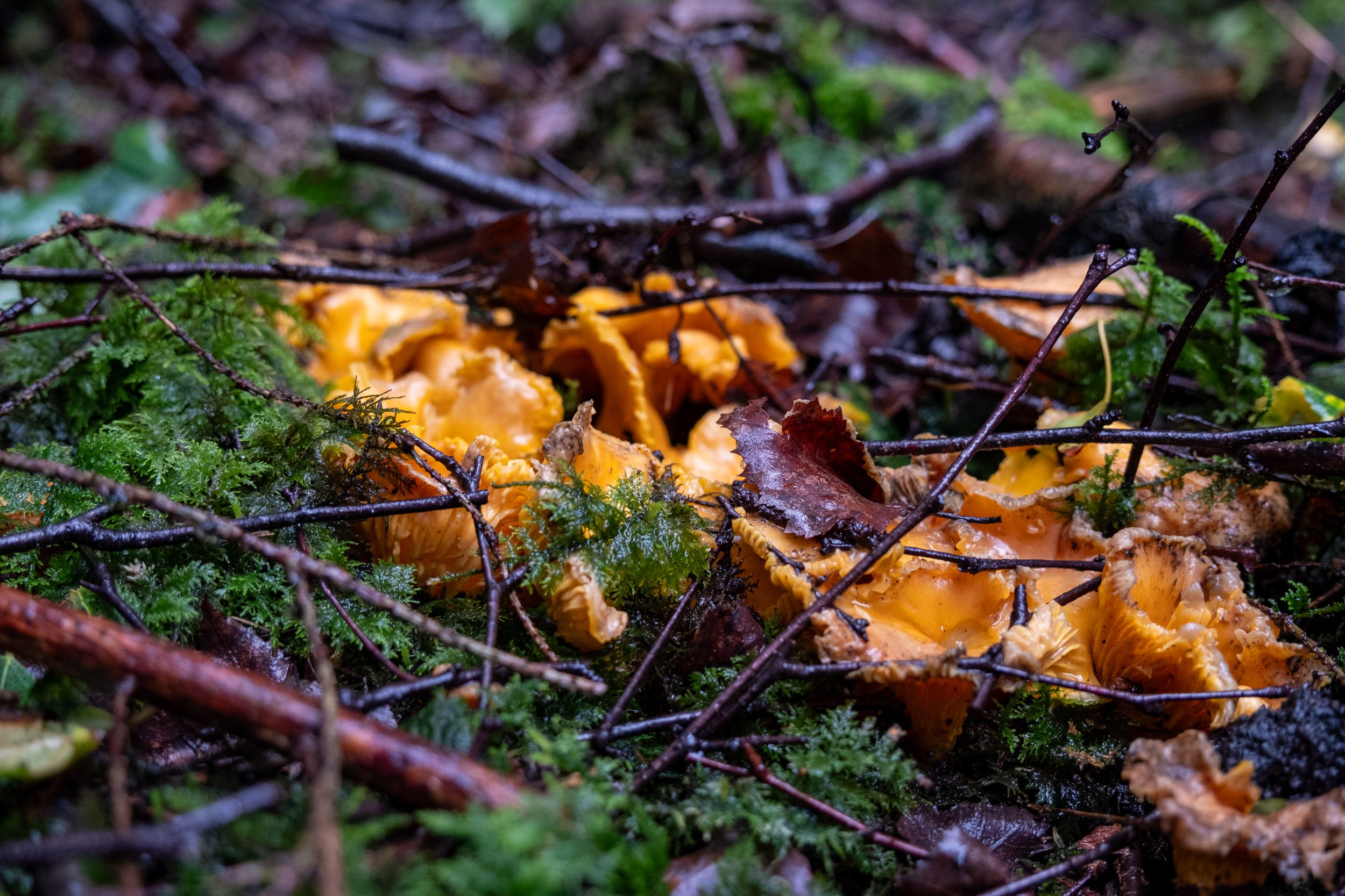 des girolles pourries