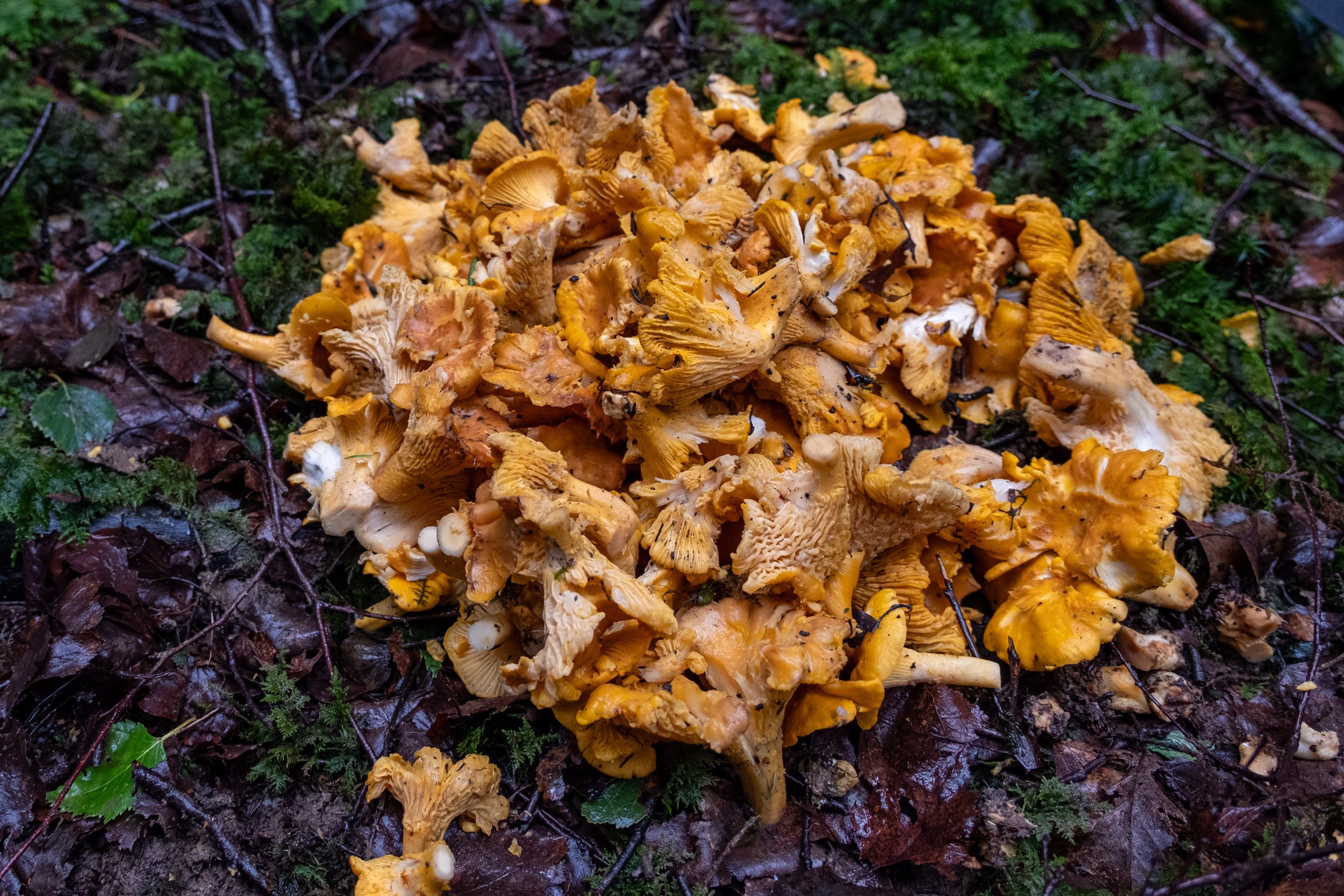 un tas de girolles