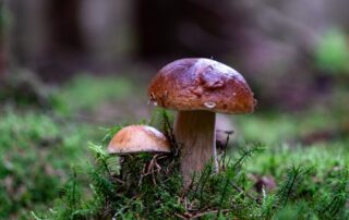 une paire de cèpes