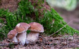 un triplé de cèpes