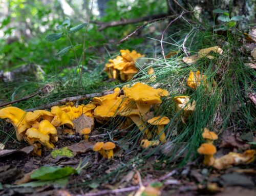 Une Magnifique Cueillette De Girolles. Cette Forêt Est Magique !