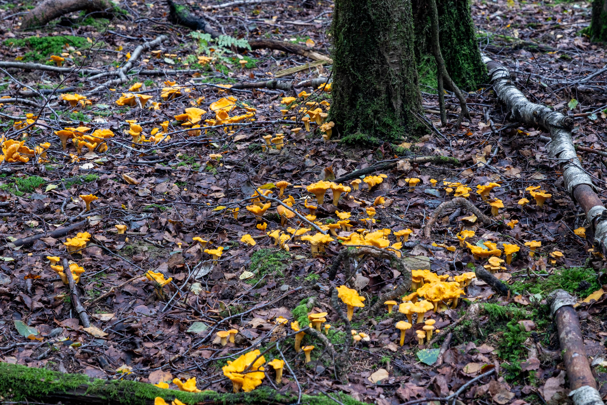 Une belle tâche de girolles