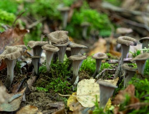 Un Bel Après-midi à la Cueillette de Trompettes de la Mort et de Girolles