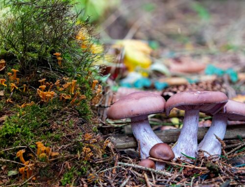 Cueillette avant la pluie : Des Cèpes Invisibles aux Pieds Bleus et Chanterelles Triomphantes !