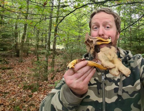 Cueillette de Chanterelles en Tube. Elles poussent malgré la sécheresse !