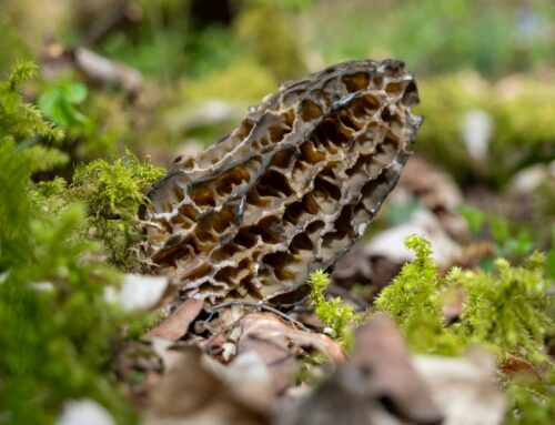 Quand Trouver des Morilles ? C’est la Taille qui Compte !