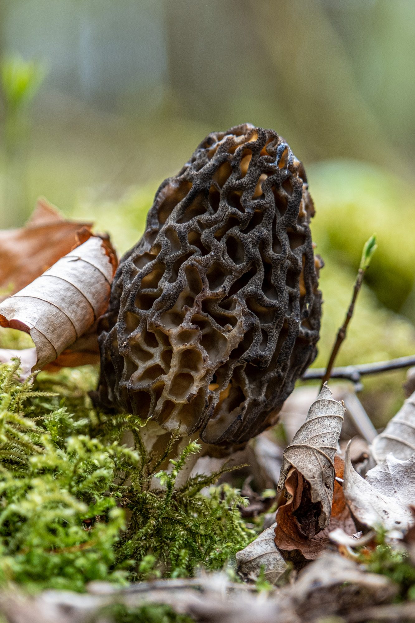 Quand Trouver Des Morilles Il Est Essentiel De Savoir Quelle Vari t 