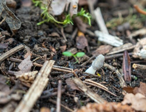 Anticiper l’Apparition des Morilles Coniques : Une Histoire de Degré.